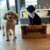 Mademoiselle Fifi - Pink & Blue Puppy Set - Peter Rabbit Fifi & Gigi 2