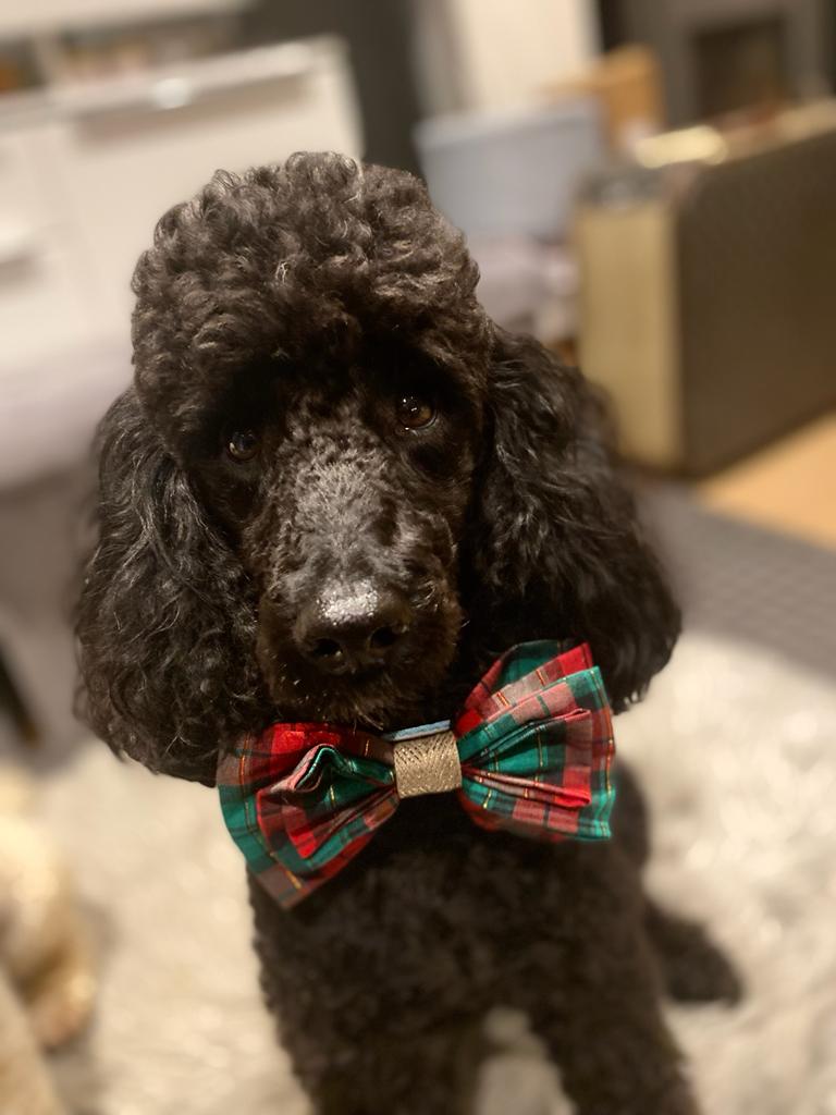 Mademoiselle Fifi Dog Products - Bowties Red & Green Tartan 1